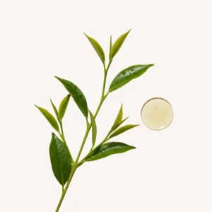 Zöld Tea